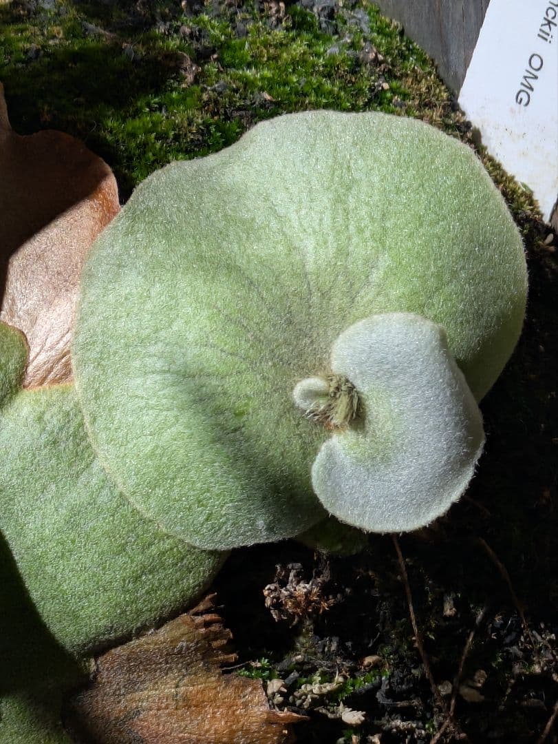 P.willinckii\"OMG\" OC(pup)②