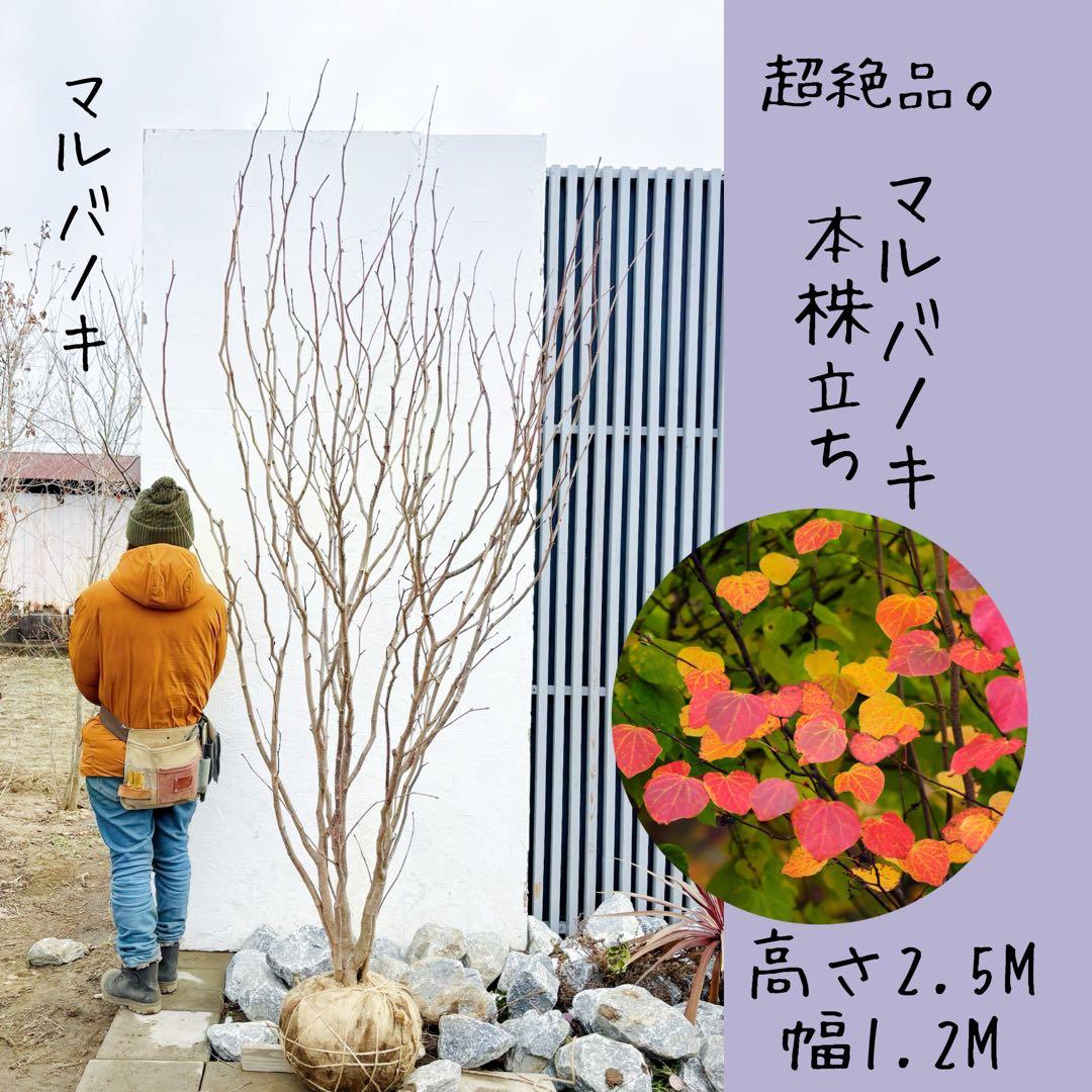 超絶品。マルバノキ本株立ち2.5M(鉢底から)