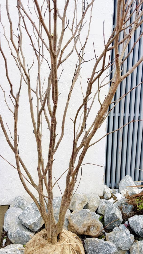 超絶品。マルバノキ本株立ち2.5M(鉢底から)