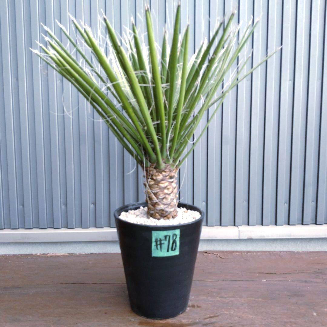 #78 ユッカフィリフェラ （Yucca Filifera） 発根済