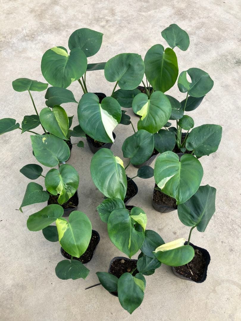 モンステラ斑入り　デリシオーサ実生苗　13鉢セット
