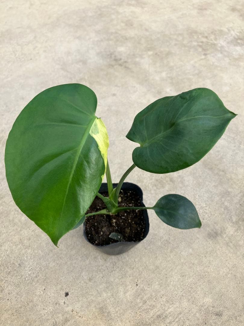 モンステラ斑入り　デリシオーサ実生苗　13鉢セット