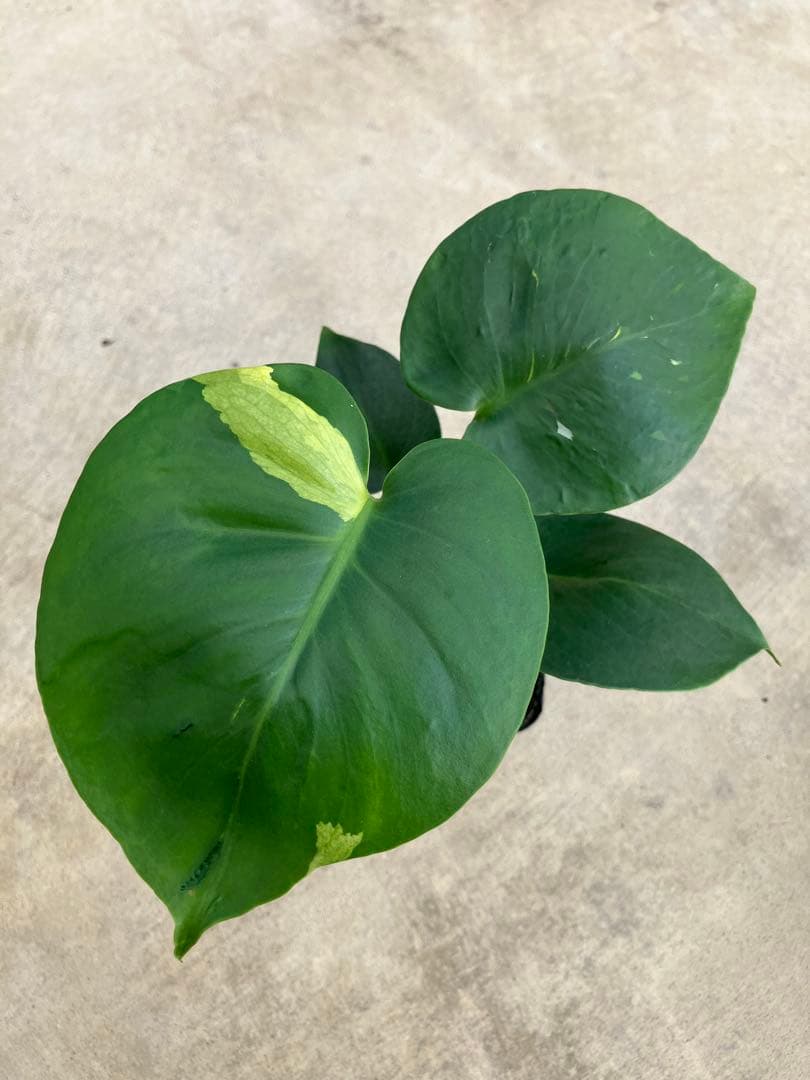 モンステラ斑入り　デリシオーサ実生苗　13鉢セット