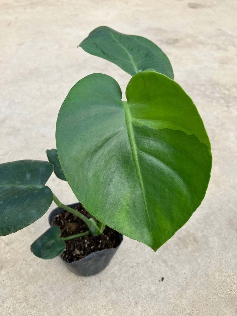 モンステラ斑入り　デリシオーサ実生苗　13鉢セット