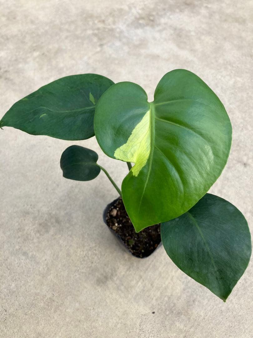 モンステラ斑入り　デリシオーサ実生苗　13鉢セット