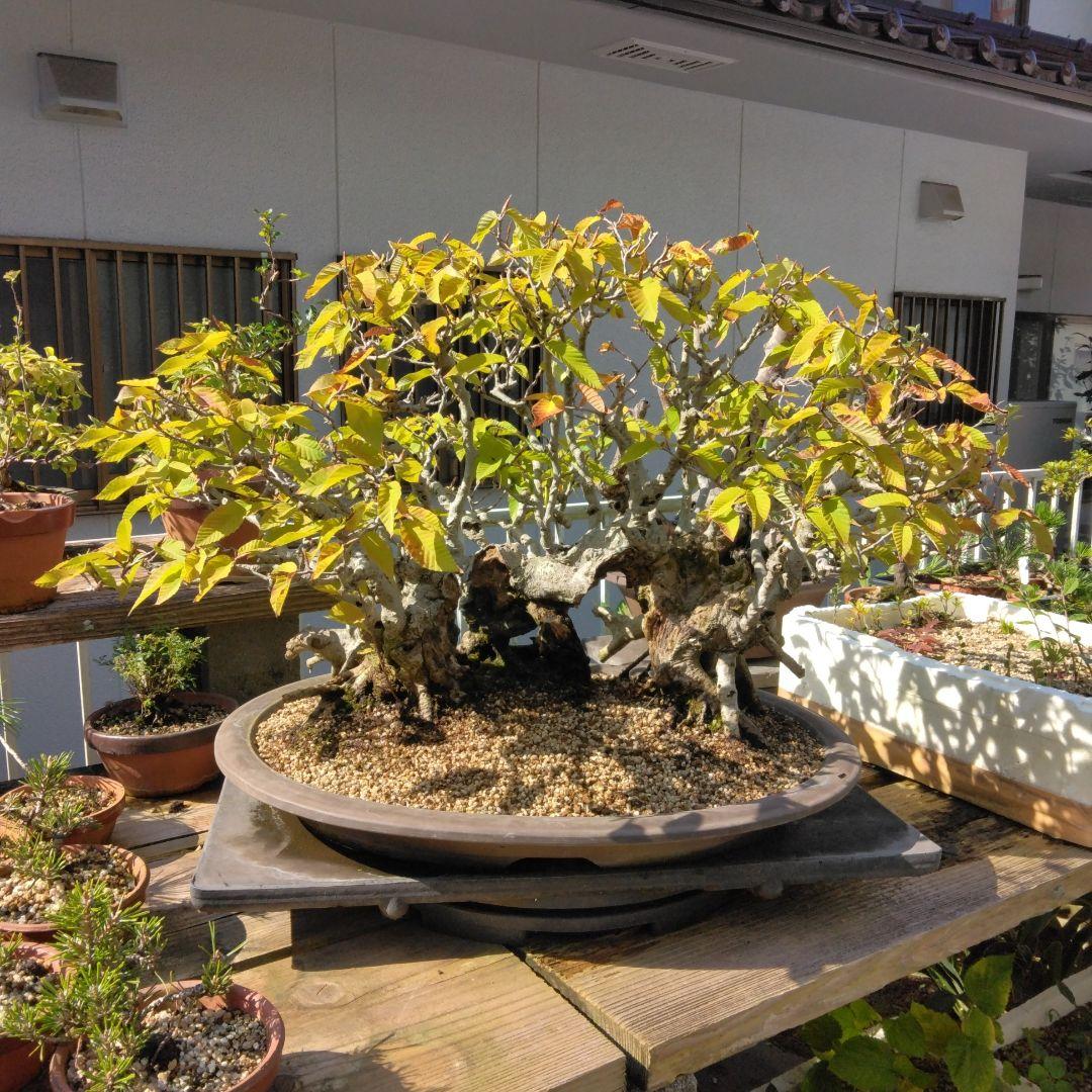 ブナ（山取)　特別価格　　撮影日2023,10,26日