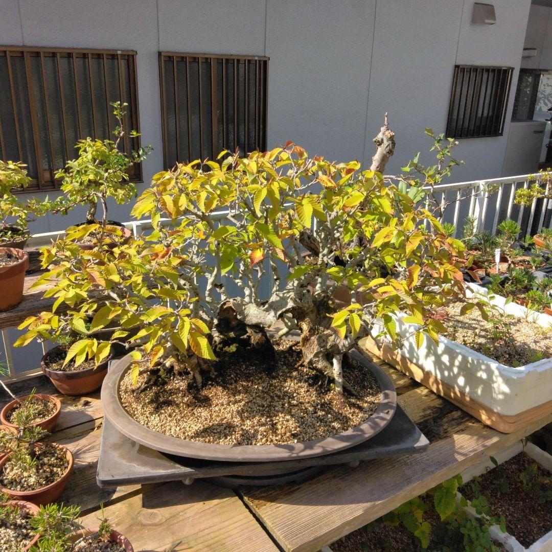 ブナ（山取)　特別価格　　撮影日2023,10,26日