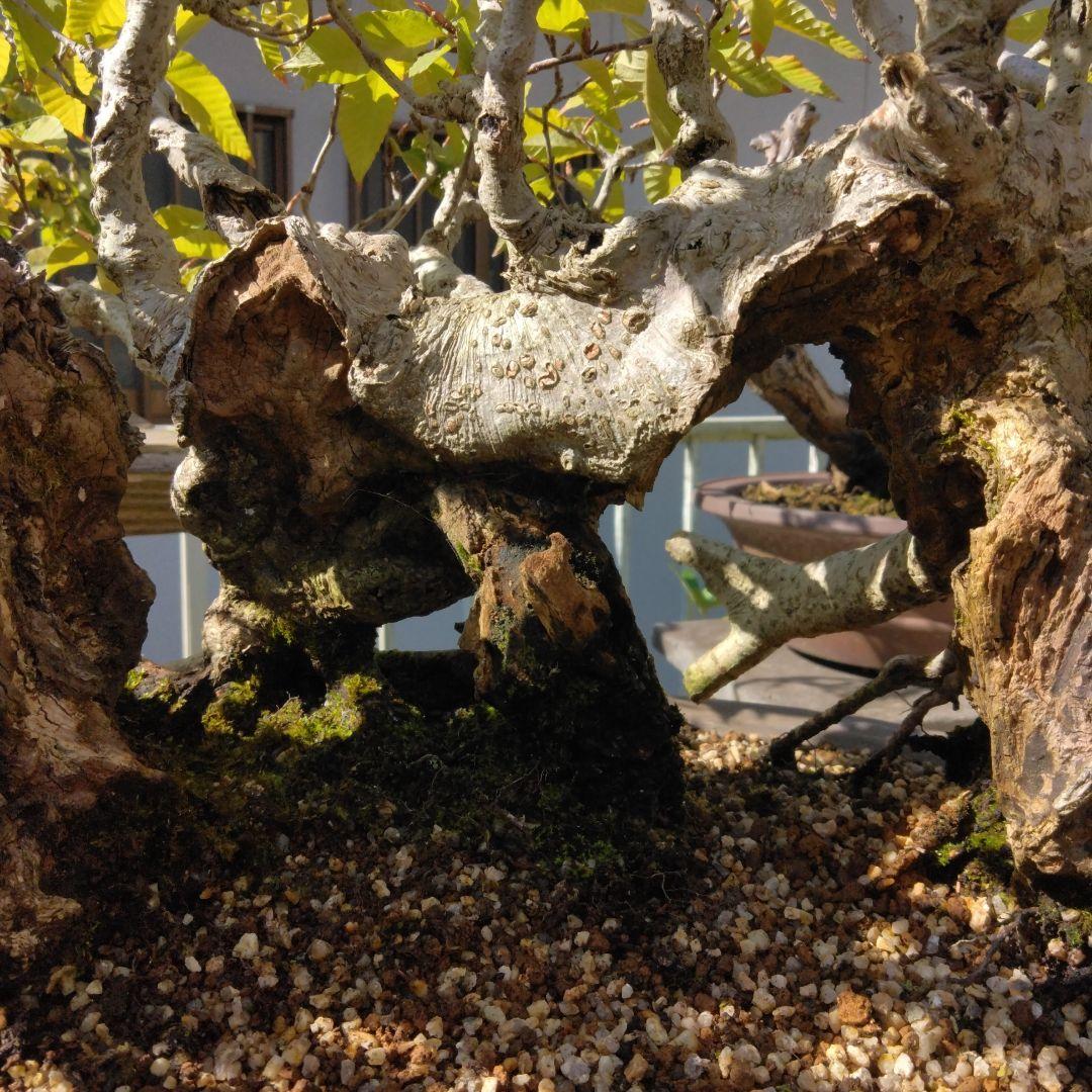 ブナ（山取)　特別価格　　撮影日2023,10,26日