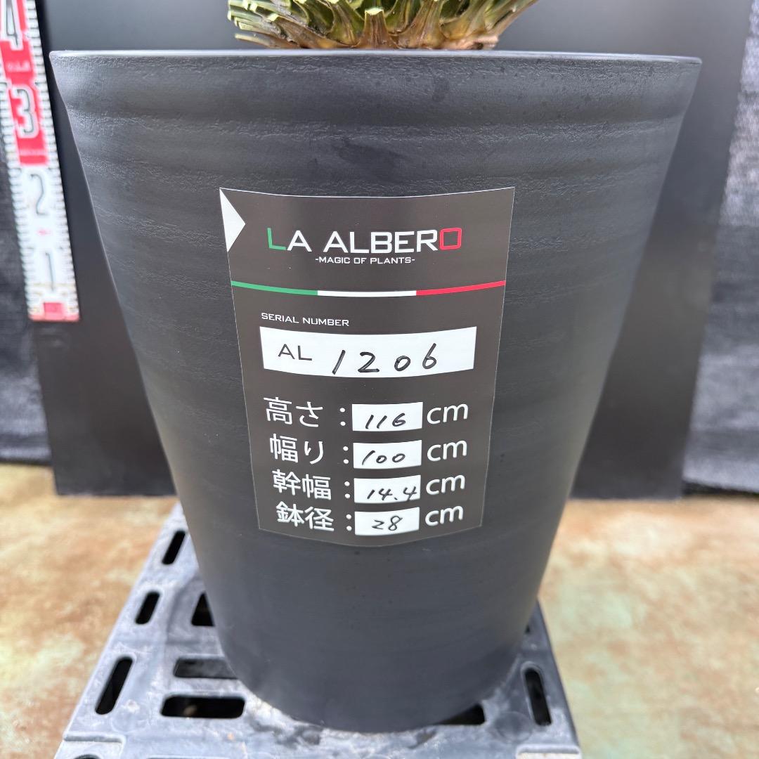 【AL1206】ユッカ　ロストラータ　ランチョブルー（品種名）