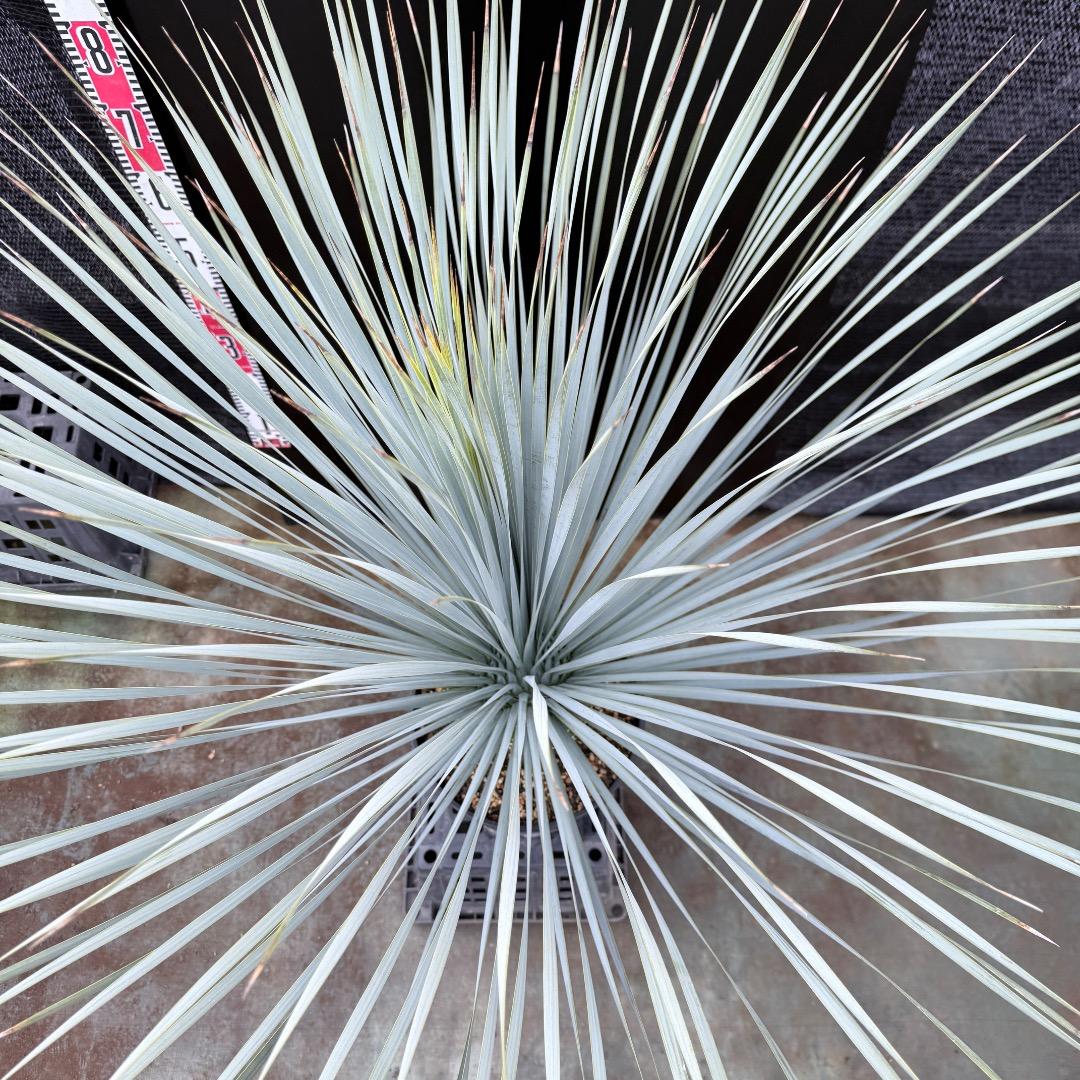 【AL1206】ユッカ　ロストラータ　ランチョブルー（品種名）