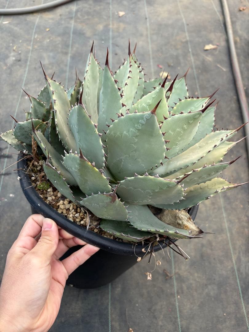 アガベ　パリーハイブリッド　特大サイズ　鉢毎発送致します。検　リップルエフェクト