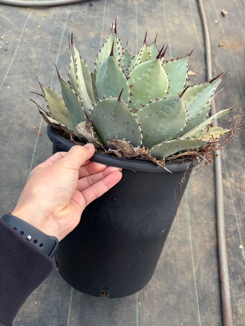 アガベ　パリーハイブリッド　特大サイズ　鉢毎発送致します。検　リップルエフェクト