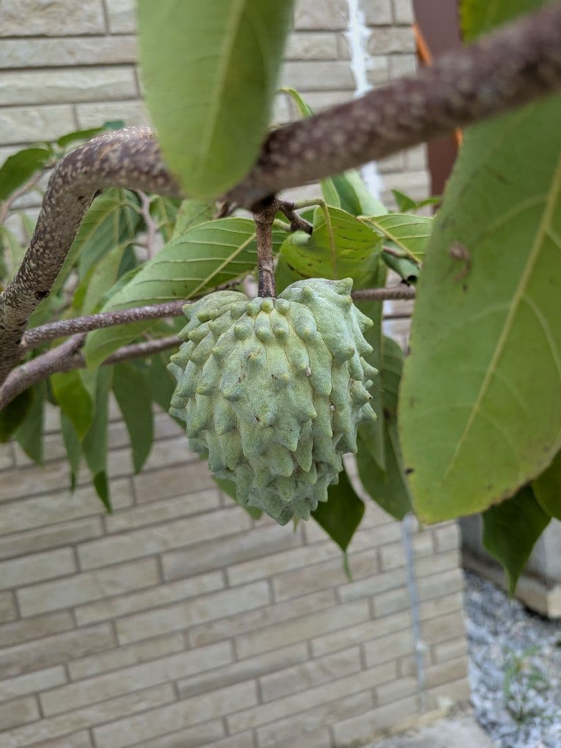 アテモヤ実有ります、大木