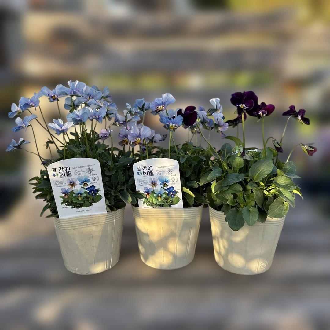 アルフレード様ご依頼品　3苗　現品　メルカリ便匿名発送