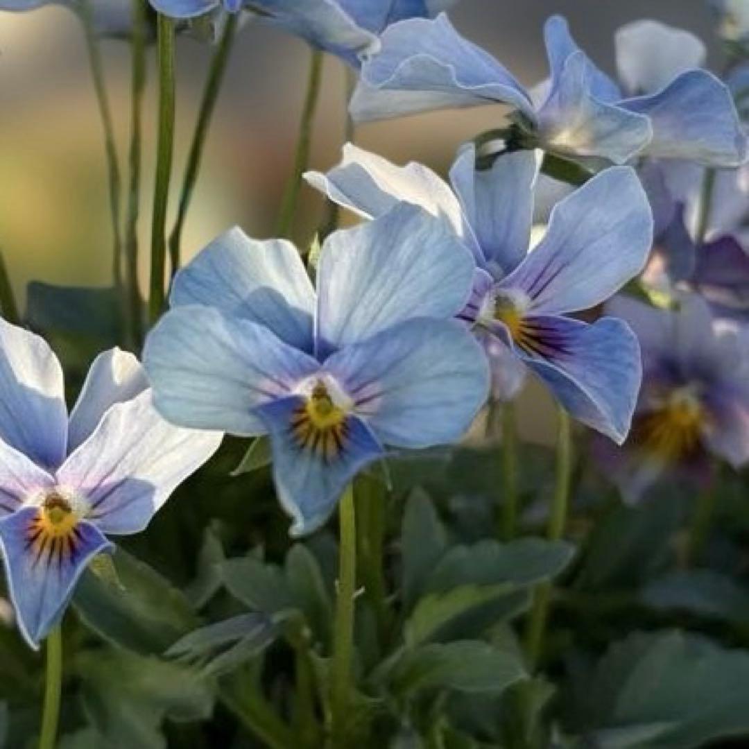 アルフレード様ご依頼品　3苗　現品　メルカリ便匿名発送