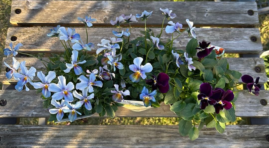 アルフレード様ご依頼品　3苗　現品　メルカリ便匿名発送