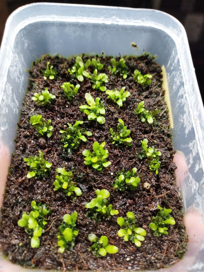 taichi　ベイチーリサ、ハクナマタタ、エルサ、OMG　4種セット