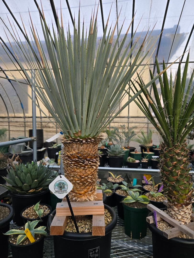 マルデヌベス　verロスト７　発根済み株