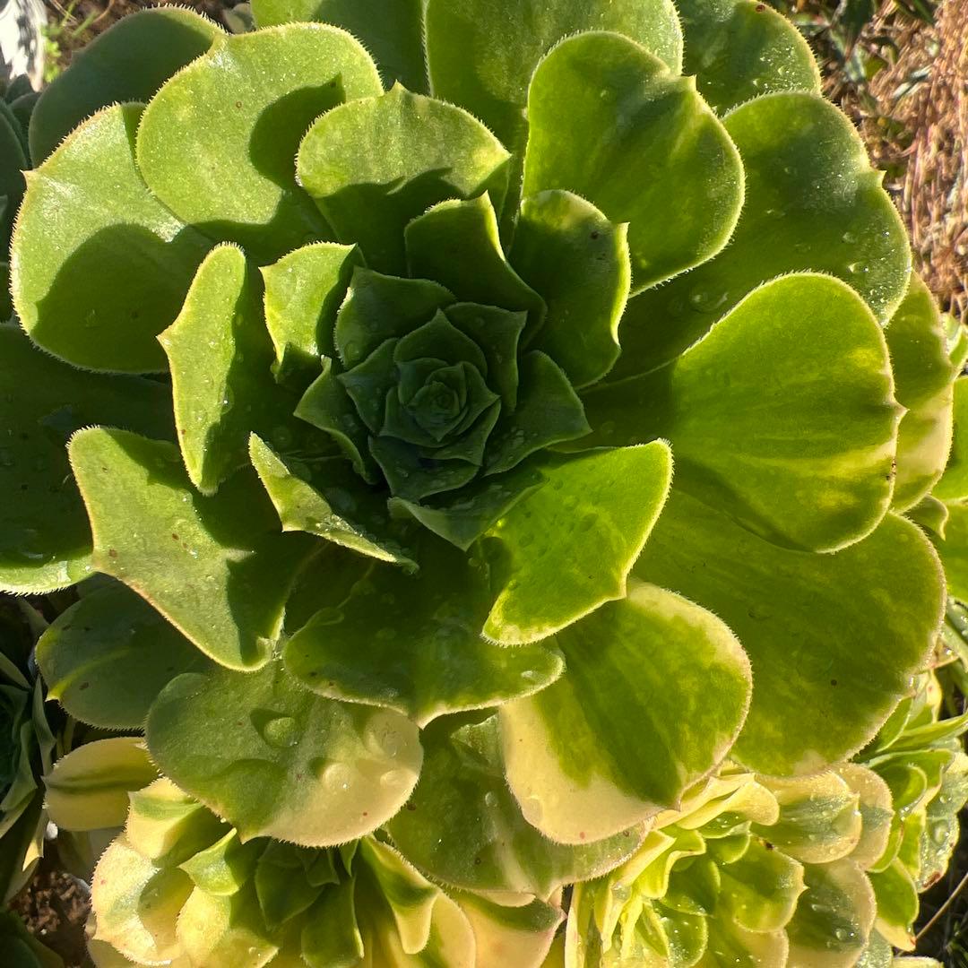 多肉植物。五彩瑠璃法師錦抜き苗