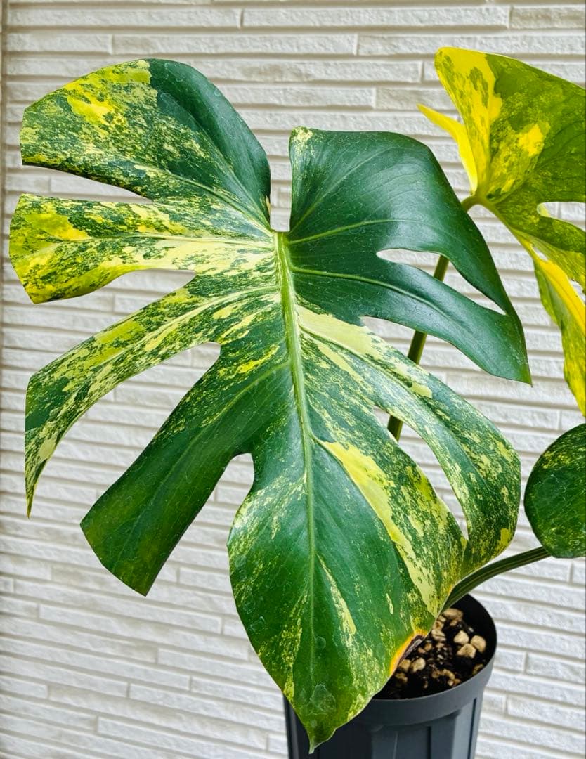【美株】モンステラモンステラデリシオーサ イエローマリリン 黄斑入り 大株