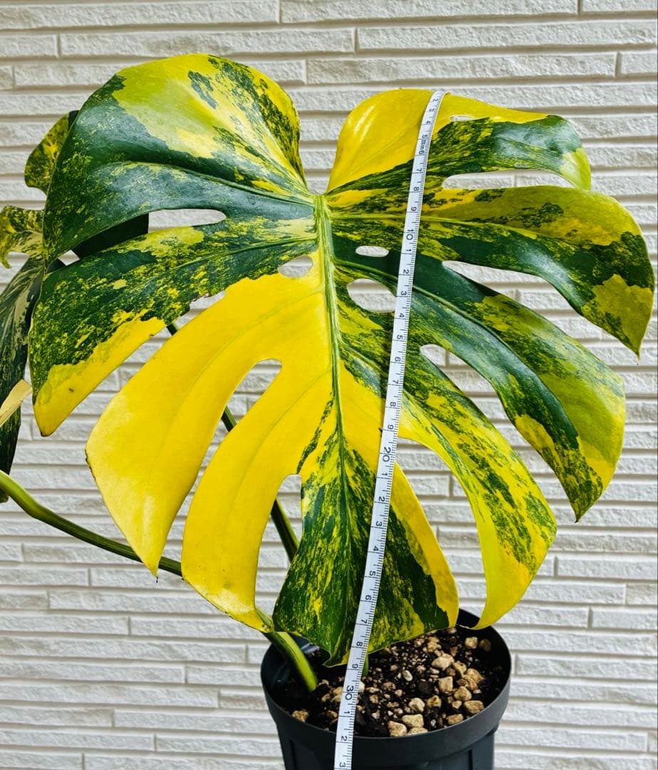 【美株】モンステラモンステラデリシオーサ イエローマリリン 黄斑入り 大株