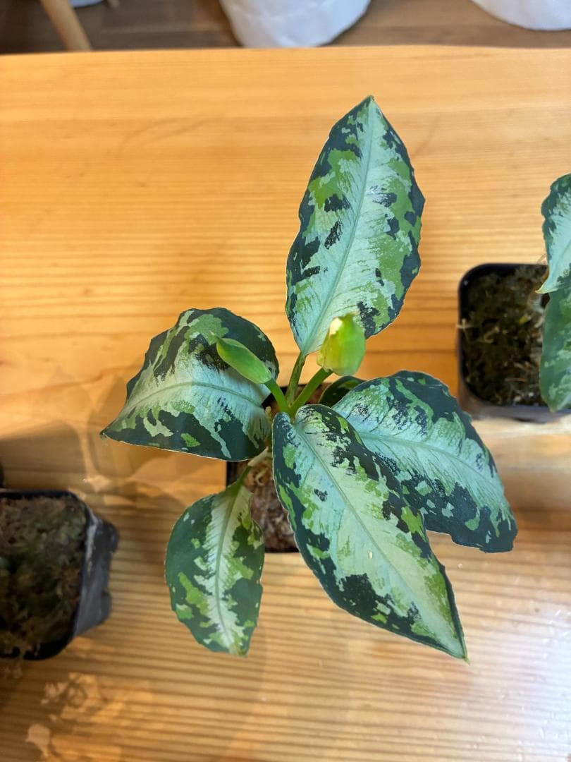 アグラオネマ ピクタム キャッスル【AZ 1012-10b】６株