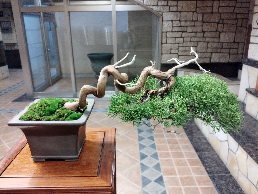 素晴らしい糸魚川真柏盆栽