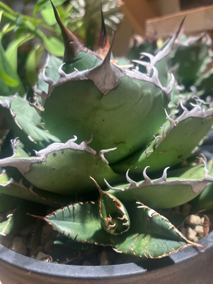 アガベ　チタノタ　オテロイ　fo-76