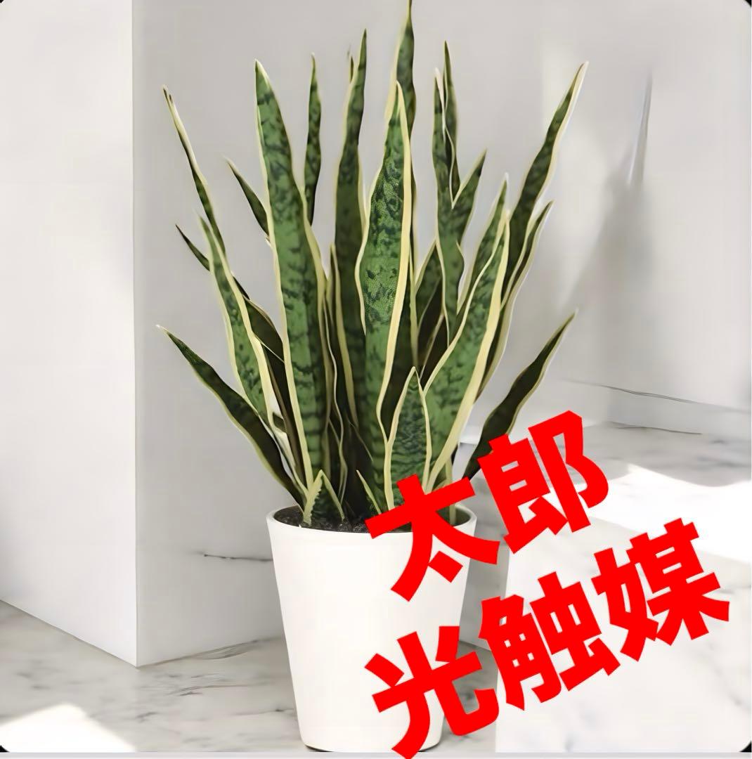 光触媒　人工観葉植物　ウォールグリーン　フェイクグリーン　サンスベリア75