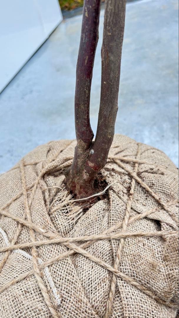 希少 山採り 曲がりの美しい シャシャンボ 695 樹高1.4m位 シャシャンポ