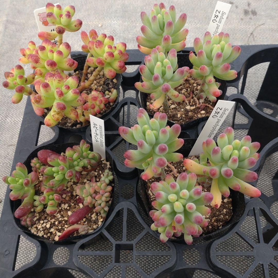 1ポット515円　セダム　ルビーティント　7.5cmポット