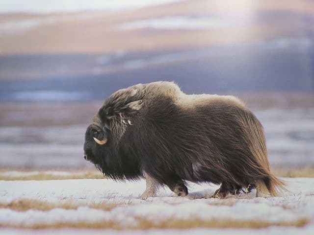 写真集「星野道夫の仕事」 全4巻セット、美品