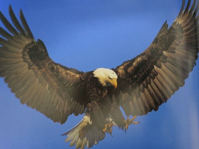 写真集「星野道夫の仕事」 全4巻セット、美品