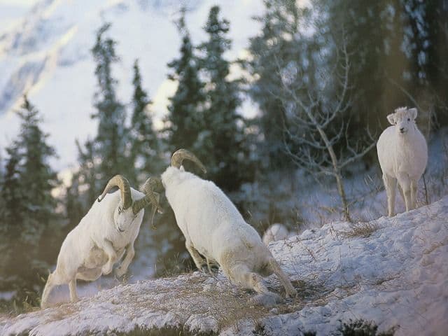 写真集「星野道夫の仕事」 全4巻セット、美品