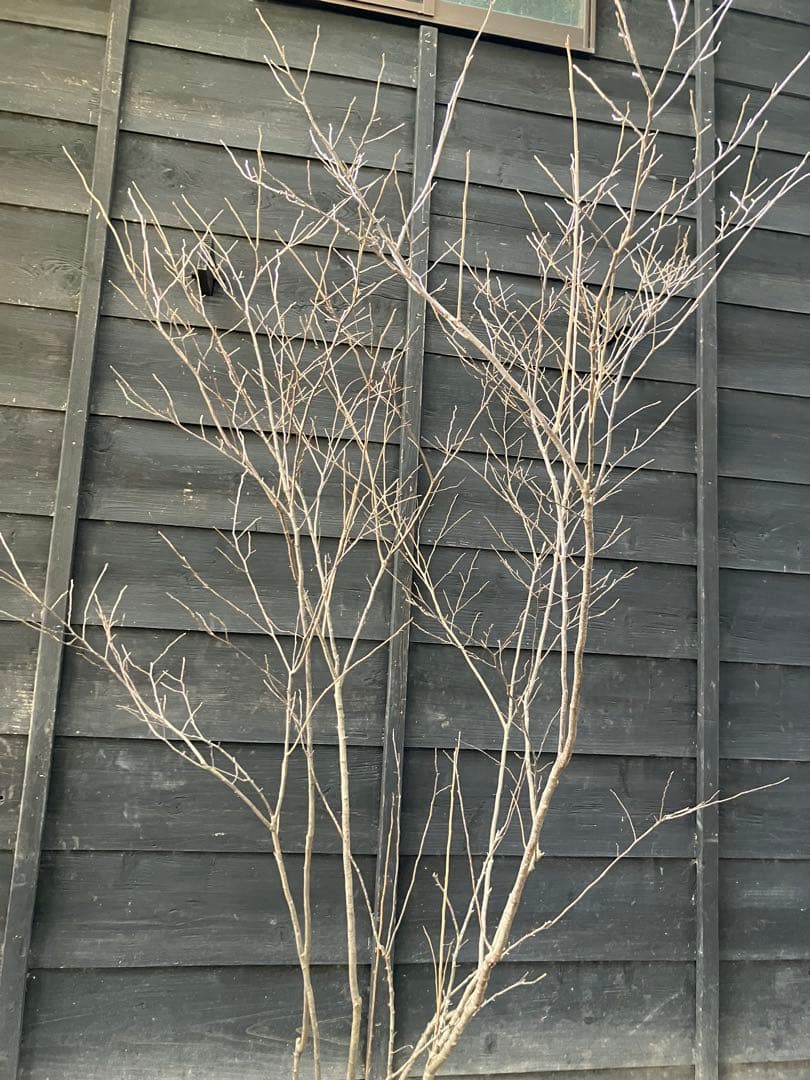 41 山採り　ナツハゼ