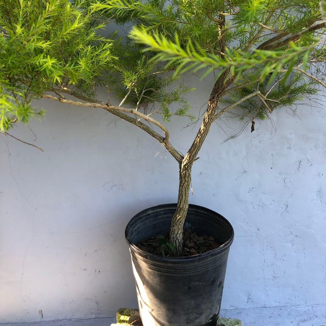 メラレウカ　レボリューションゴールド　大型