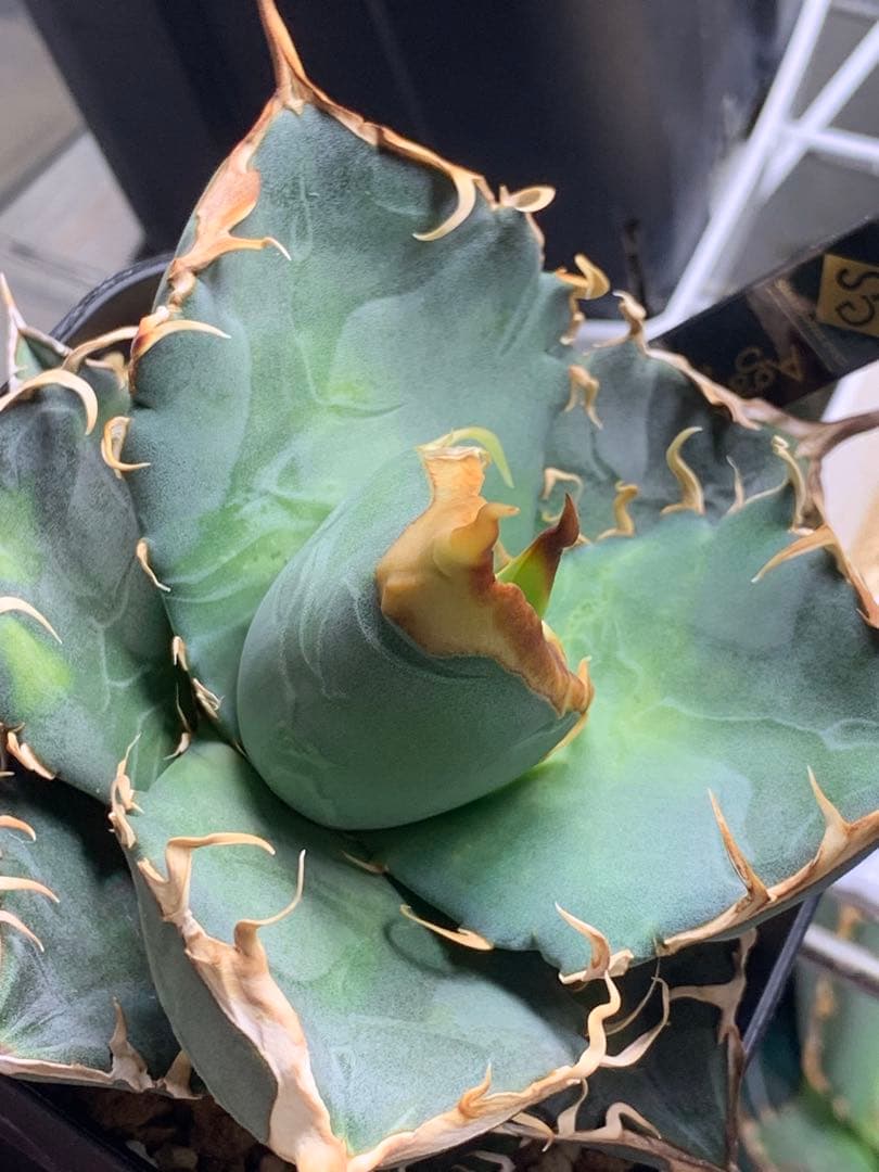 アガベオテロイ　実生　中株　バンドagave titanota ブルー