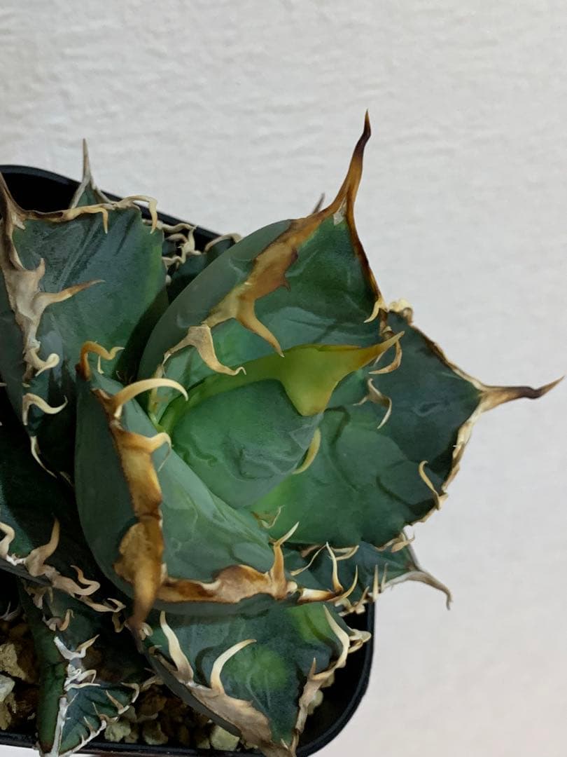 アガベオテロイ　実生　中株　バンドagave titanota ブルー