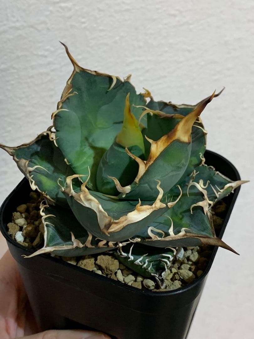 アガベオテロイ　実生　中株　バンドagave titanota ブルー