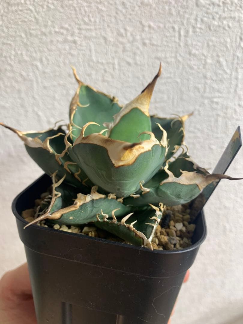 アガベオテロイ　実生　中株　バンドagave titanota ブルー