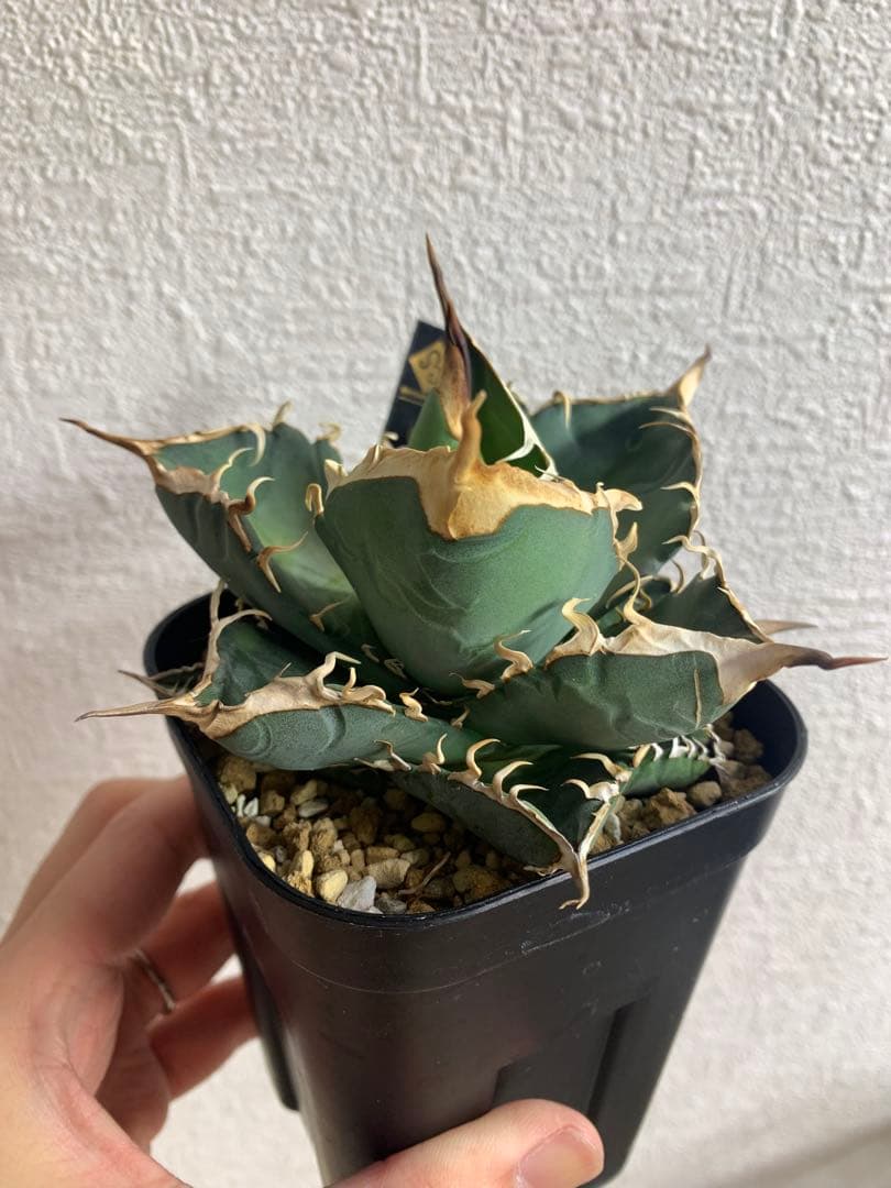 アガベオテロイ　実生　中株　バンドagave titanota ブルー