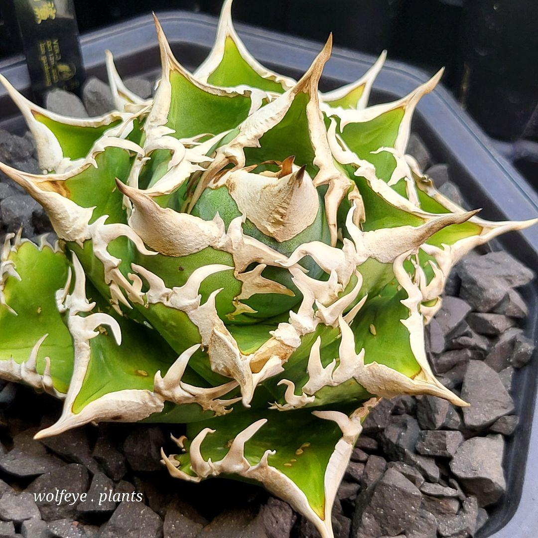 アガベ チタノタ 大白鯊 PUP ホホジロザメ lize産