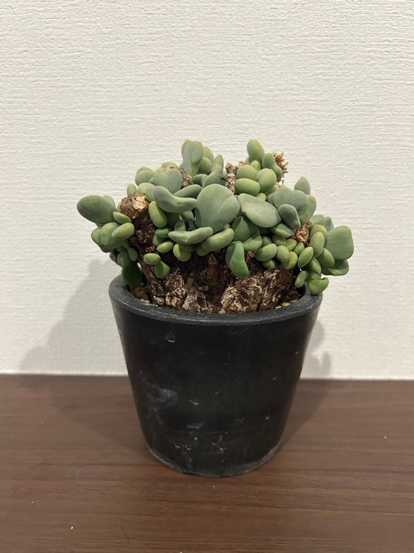 ケラリア　ピグマエア　発根済み