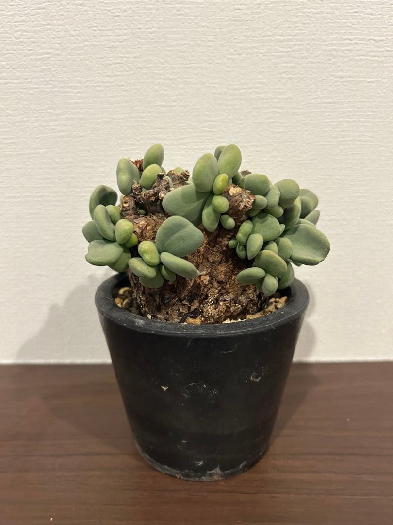 ケラリア　ピグマエア　発根済み