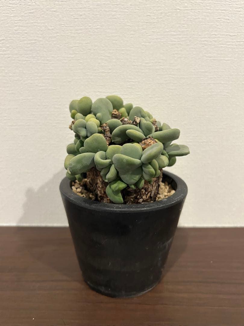 ケラリア　ピグマエア　発根済み