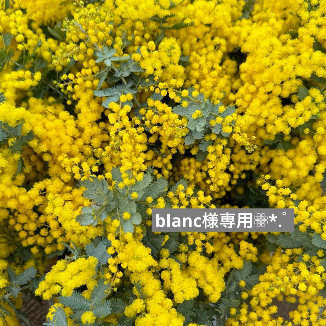 blanc❁⃘*.゜
