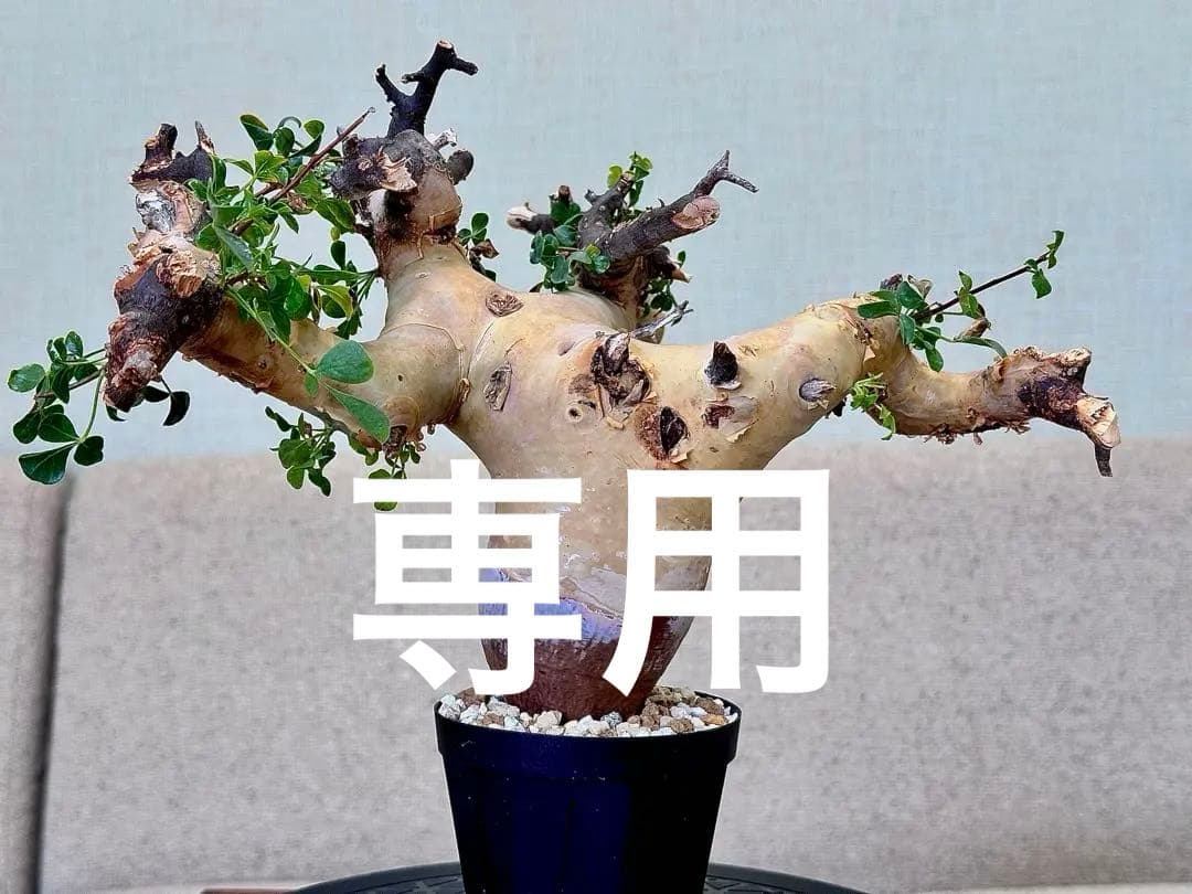 コミフォラ ピュアカタフ ソマリア産 コレクション 極太