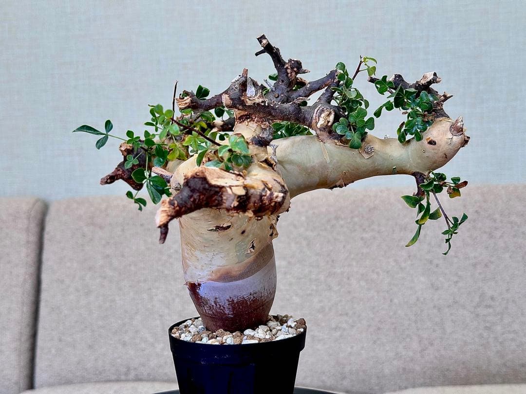 コミフォラ ピュアカタフ ソマリア産 コレクション 極太