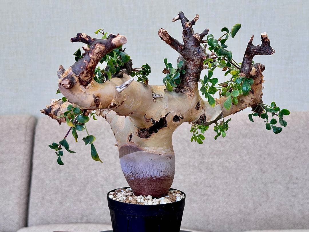 コミフォラ ピュアカタフ ソマリア産 コレクション 極太