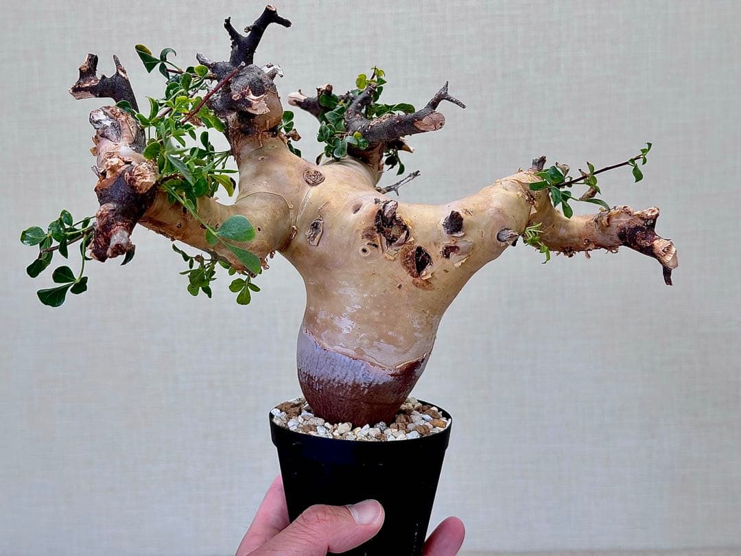 コミフォラ ピュアカタフ ソマリア産 コレクション 極太